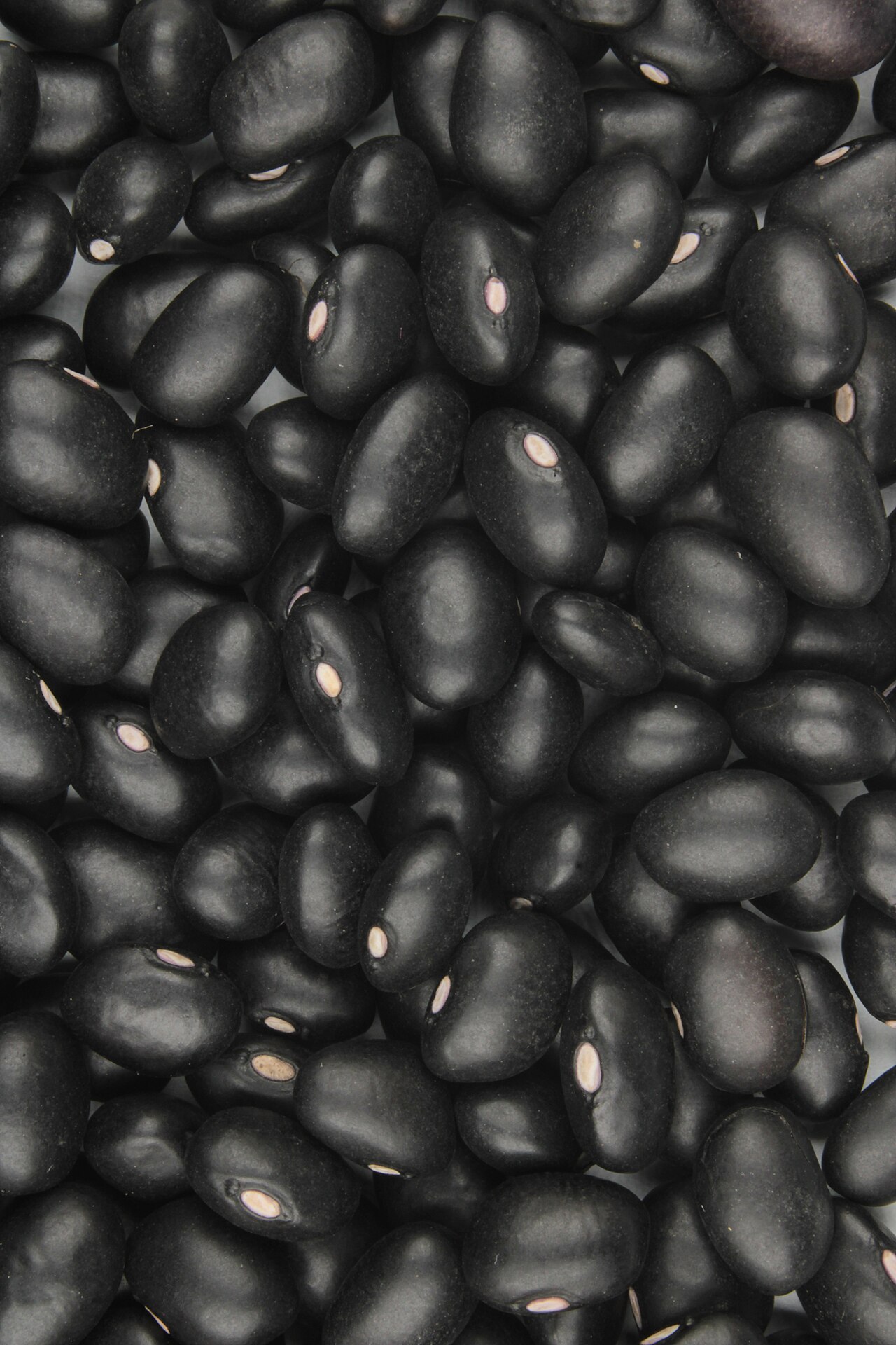 Frijoles negros secos